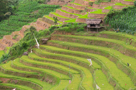 Rice terraces field with canal  in Mu Cang Chai , Vietnamの写真素材