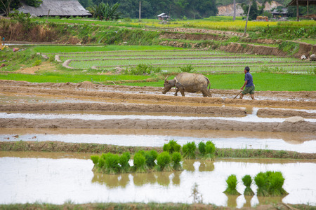 A man of Hmong working transplant with buffalo in water seasonのeditorial素材
