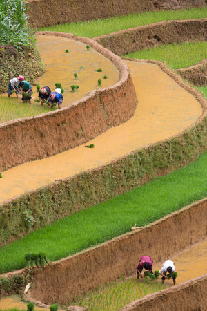Terraced rice field in water season in Mu Cang Chai, Yen Bai province, Vietnamのeditorial素材