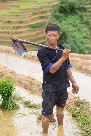 Mu Cang Chai , Vietnam- June 12; Man of Hmong working with young plant on field preparing transplant in water season on June 12,2015.Mu Cang Chai , Vietnamのeditorial素材