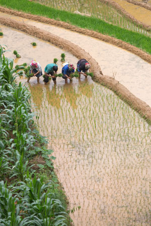 Group of Hmong working transplant on rice terraces field in Mu Cang Chai  , Vietnamのeditorial素材