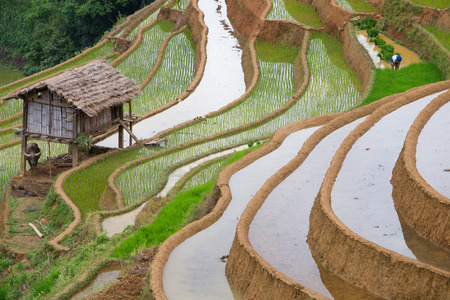 Terraced rice field in water season with Hmong home and Hmong working transplant  in Mu Cang Chai, Yen Bai province, Vietnamの写真素材