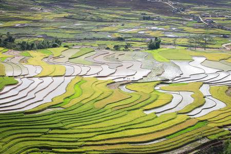 Terraced rice field in water season in Mu Cang Chai, Yen Bai province, Vietnamの写真素材
