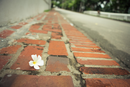 White plumeria fall on the road for background. Vintage tone pictureの写真素材