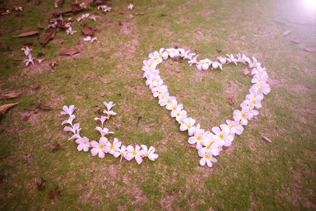 Frangipani in heart shape on green grass backgroundの写真素材