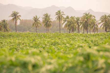 a tree line with young green plant field in spring timeの写真素材
