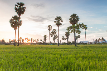 Sugar palm tree and rice field at sunset in Thailandの写真素材