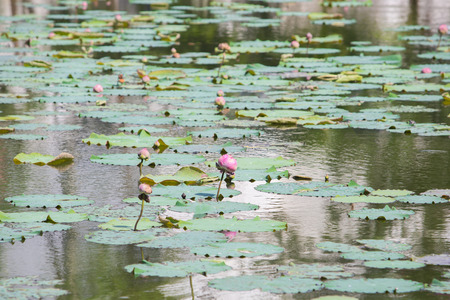 Pink lotus in lakeの写真素材