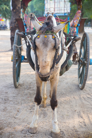 Selective focus horse for tourism in Bagan, Myanmarの写真素材