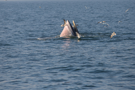 Bryde's whale feeding in the Gulf of Thailandの写真素材