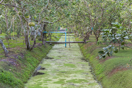 Pomelo tree in garden with small canal in Thailandの写真素材