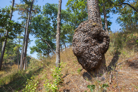 The tree head human  in forest at mountain in Thailand , the wonderful by natural madeの写真素材