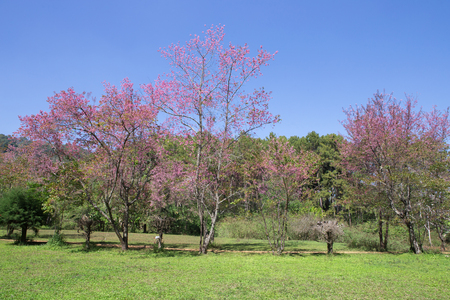 Pink sakura on local road wiht grass field in thailandの写真素材