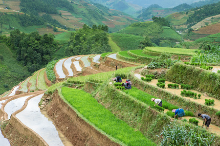 H'mong ethnic minority woman and man working transplant  in rice terrace in water season , Mu Cang Chai Vietnamのeditorial素材