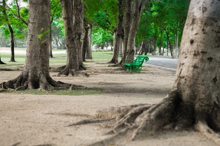 Green bench in a green park with treesの写真素材