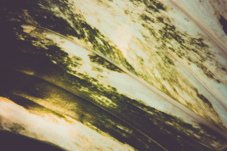 Detail of green leaf texture  , background natureの写真素材