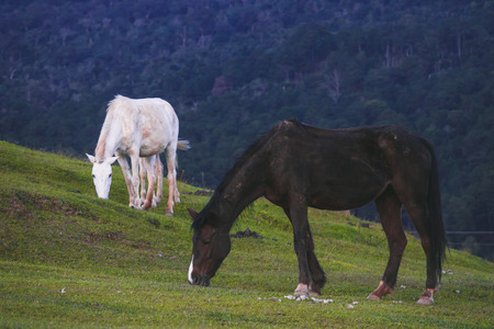 Two horses grazing on mountainの写真素材