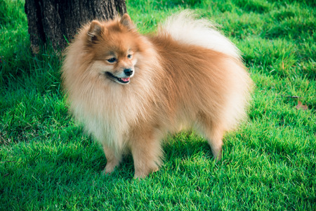 Pomeranian standing in grass, portraitの写真素材