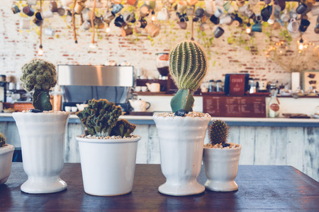 Cactus in small cup on table in cafeの写真素材