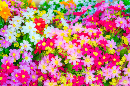 Colorful flower background , daisy flowerの写真素材