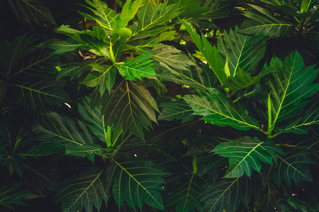 green leaves background in sunny day (nature)の写真素材