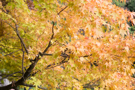 Selective focus colorful maple leaf in garden Japan.