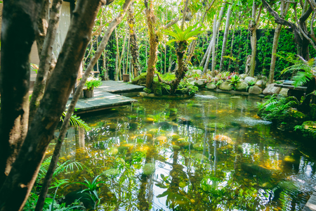 Beautiful pond with exotic fish in gardenの写真素材