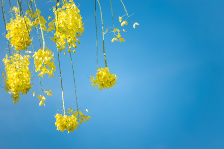 Yellow flower cassia tree with blue sky for copy sapceの写真素材