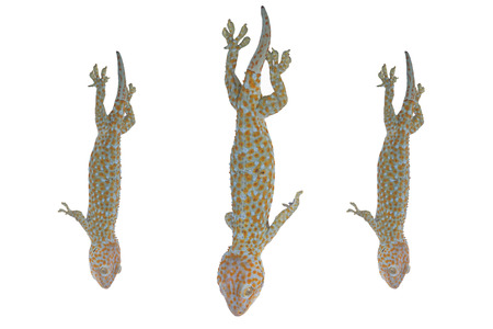 Tokay Gecko, Gekko gecko, against white backgroundの写真素材