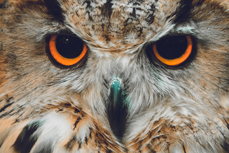 Owls Portrait. owl eyesの写真素材