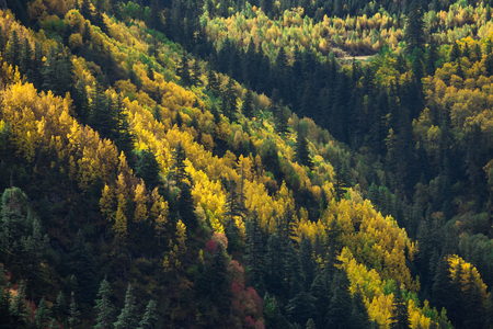 Autumn mixed forest. yellow color treesの写真素材