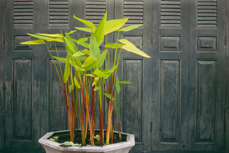 Ancient wooden door and plant in pot.の写真素材