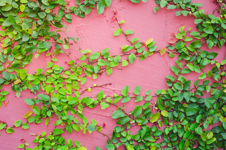 Stone wall background and plant on the wallの写真素材