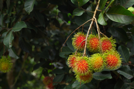 Fresh rambutan in the garden , Thailandの写真素材