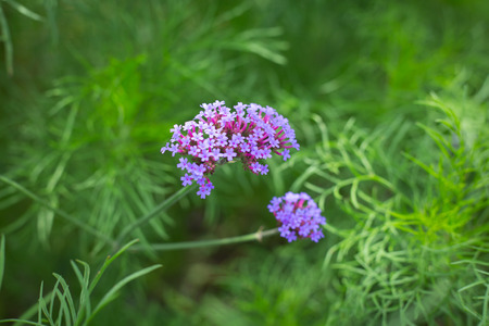 Beautiful purple flowerof Verbena bonariensis plant flower.の写真素材