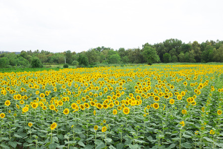 Sunflower field agriculture for travel and relax in Thailandの写真素材