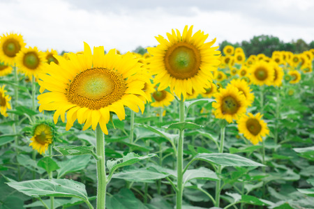 Close up beautiful sunflower agriculture for travelの写真素材