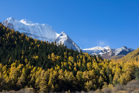 Colorful in autumn forest and snow mountain at Yading nature reserve, The last Shangri la, Daocheng-Yading, Sichuan, Chinaの写真素材