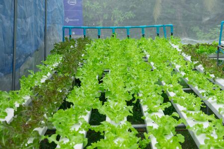 Closeup group of sapling of hydroponic vegetable in vegetable farm textured backgroundの写真素材