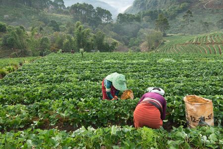 Hilltribes working on strawberry field in harvest season , Chiangmia Thailandの写真素材