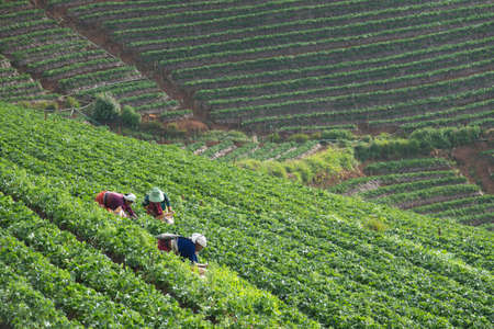 Janaury 3, 2020 ;  Hilltribes working on strawberry field in harvest season , Chiangmia Thailandのeditorial素材