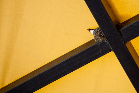 Bird in the nestの写真素材