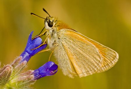 Close up on butterfly in the fieldの写真素材