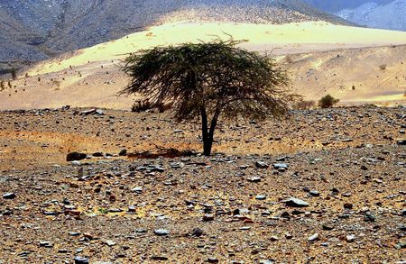 tree in the sahara desert in mauritaniaの写真素材