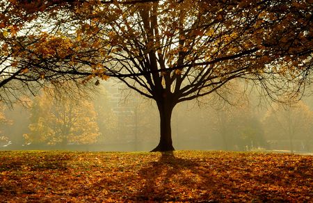 an autumn day morning in the parkの写真素材