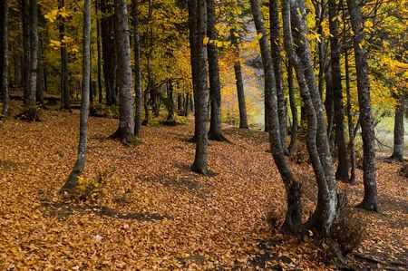 a nice autumn day in the parkの写真素材