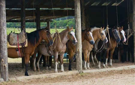 Horses in a stable in the countryside of Uruguayの写真素材