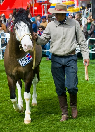 MONTEVIDEO , URUGUAY - SEP 13 2008 :  Gaucho in a horse show in Expo Pradoのeditorial素材
