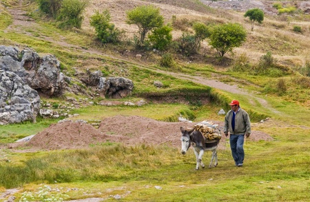 SACRED VALLEY,  PERU - MAY 26 : Donkey carrying wood in the Andes mountains of Peruのeditorial素材