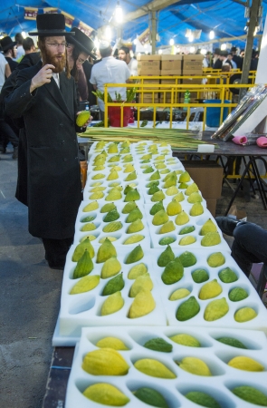 JERUSALEM - SEP 28 : An ultra-orthodox Jewish man inspects an Etrog in the Four spesies market in Jerusalem Israel on September 28 2012 , Etrog is one of the Four spesies used during the celebration of Sukotのeditorial素材